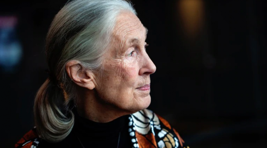Jane Goodall A Conversation -The Hague Appeal for Peace